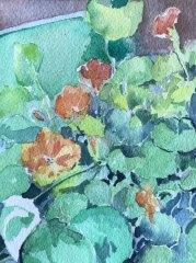 1/ Nasturtium