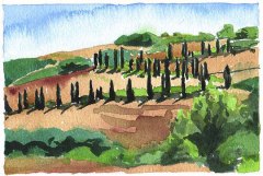 Cypress, Tuscany
